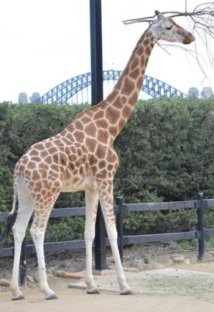 giraffe