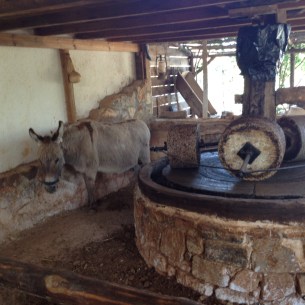 Donkey that would have ground the olives in the past